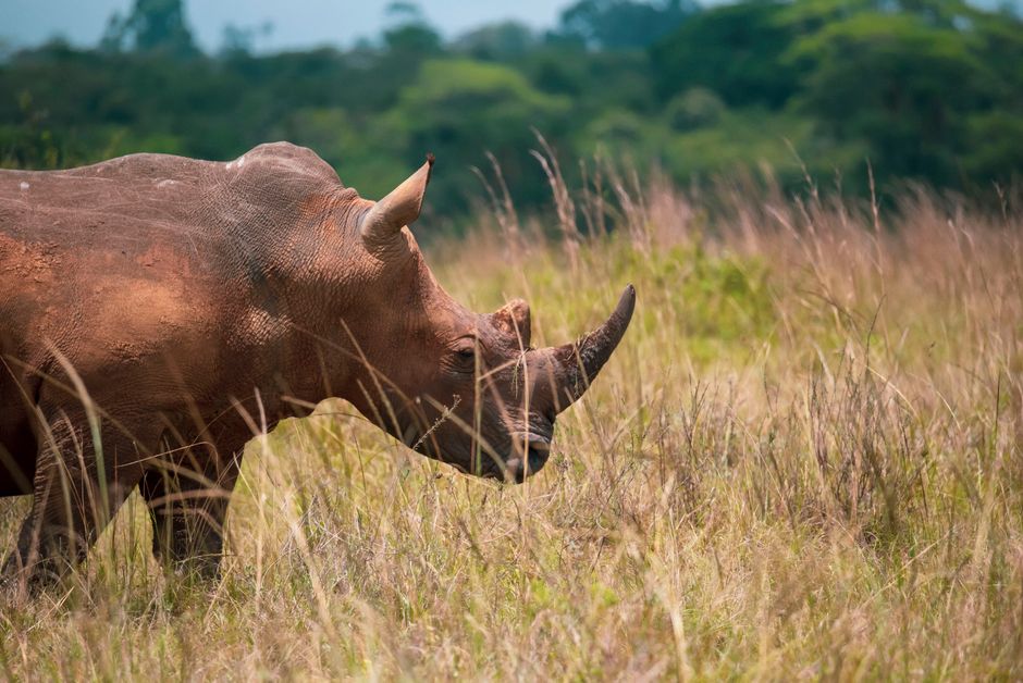 Biodiversity & Extinction