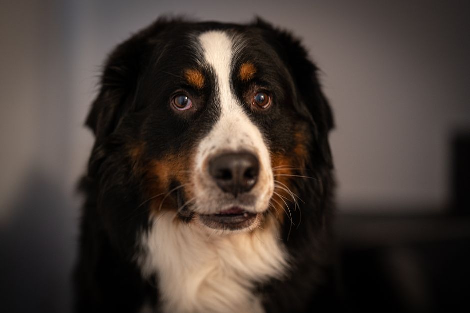Pets & Animals