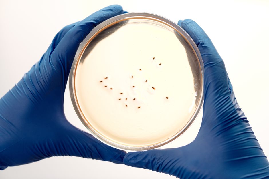 Genetic Engineering & Bioethics
